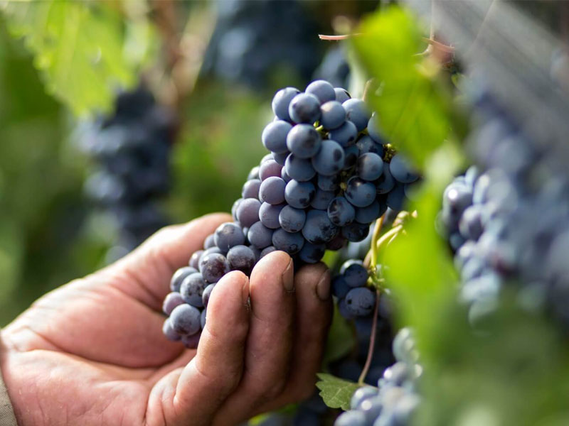 rượu argentina norton merlot