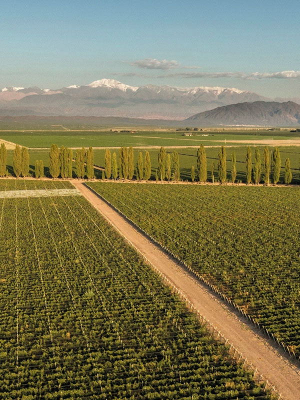 rượu argentina norton merlot