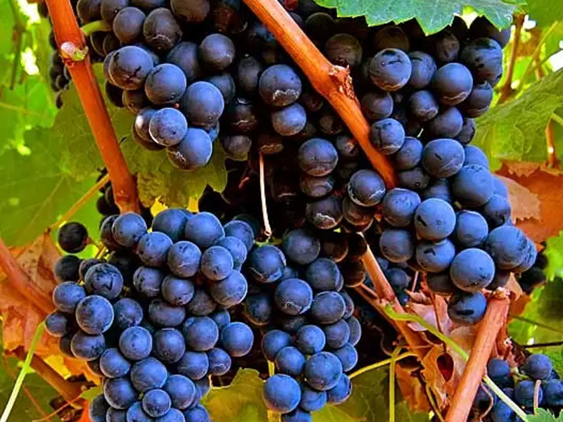 rượu argentina norton merlot barrel select