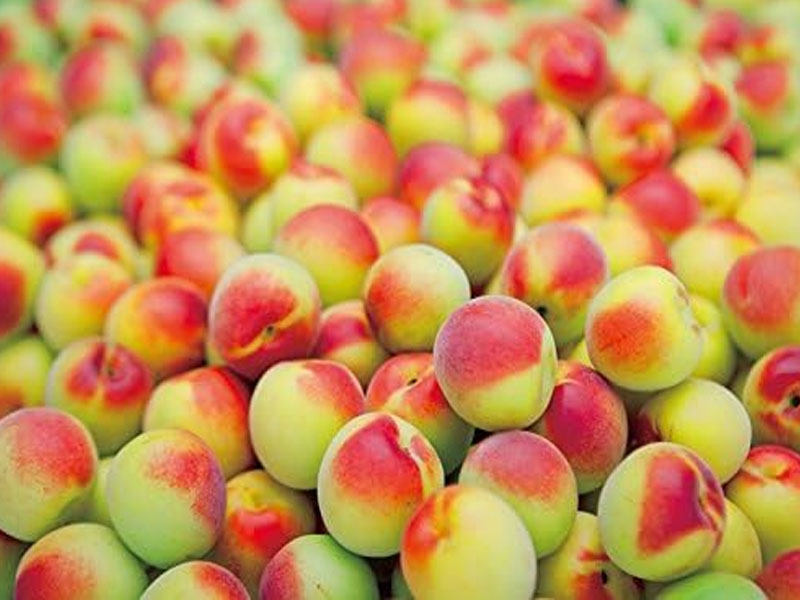 rượu choya kokuto đường đen nhật bản