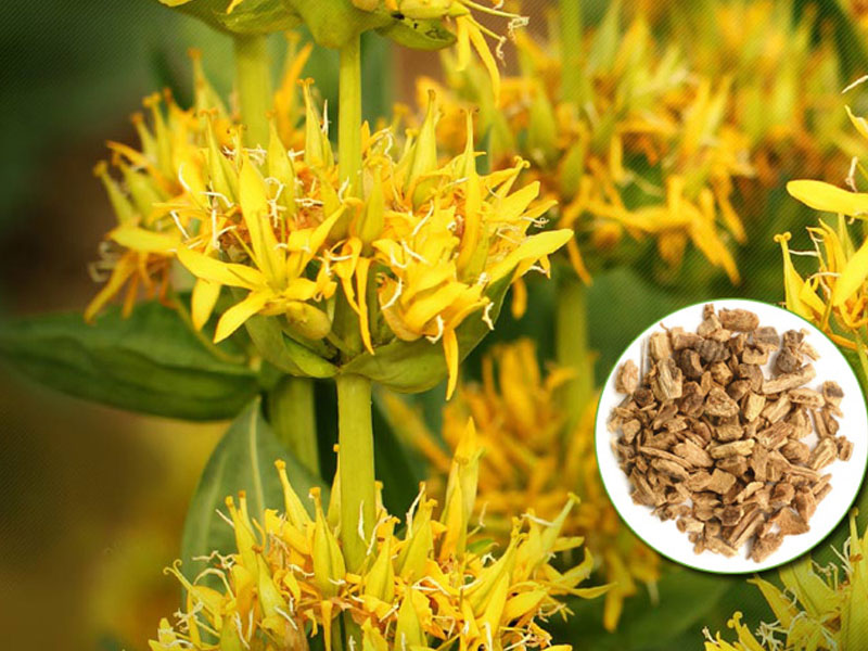 rượu suze 1889 1000ml