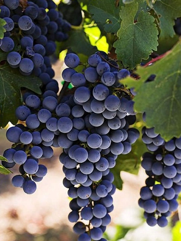 rượu vang albert bichot côte de beaune villages 2017