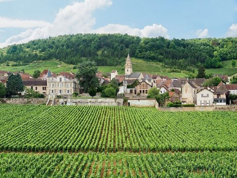 rượu vang albert bichot côte de beaune villages 2019