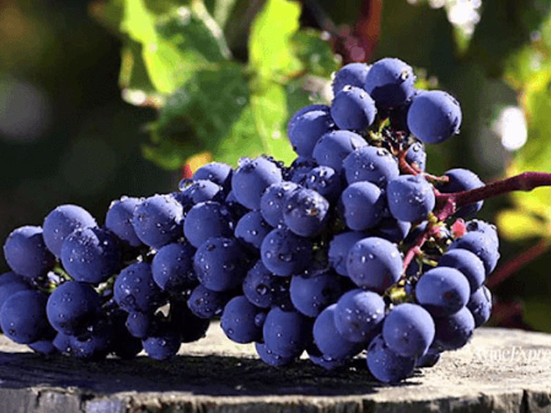 rượu vang albert bichot côte de beaune villages 2019