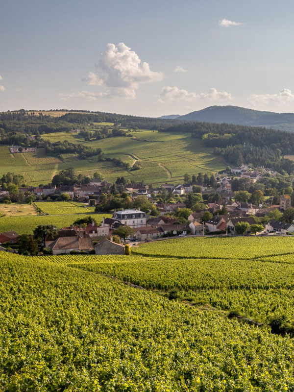 rượu vang albert bichot domaine adelie champs martin mercurey premier cru 2017