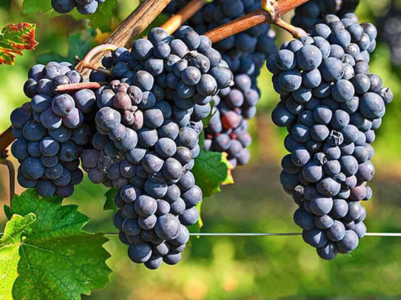 rượu vang albert bichot domaine adelie champs martin mercurey premier cru 2017