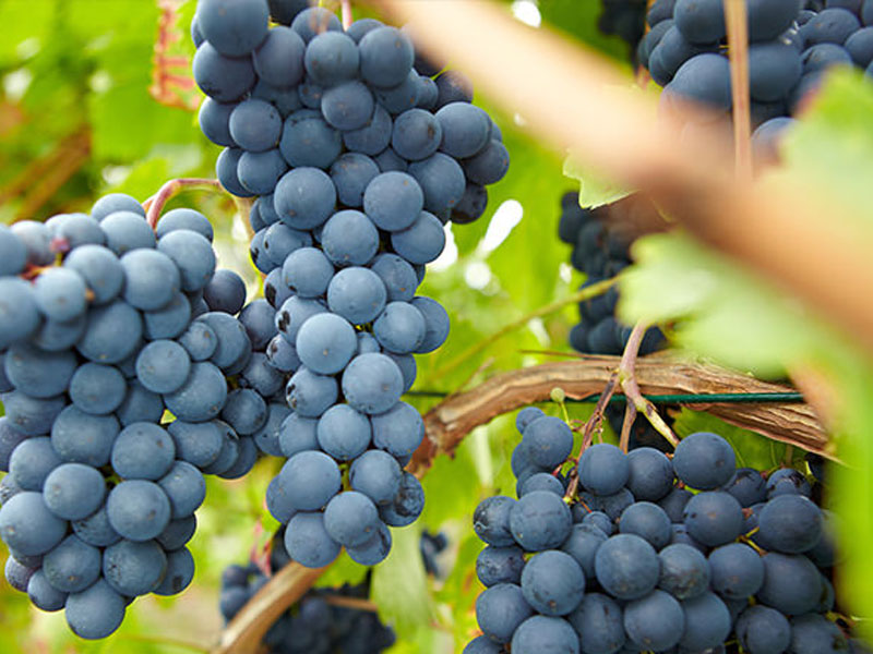 rượu vang albert bichot domaine adelie champs martin mercurey premier cru 2018