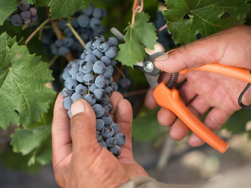 rượu vang argentina norton malbec