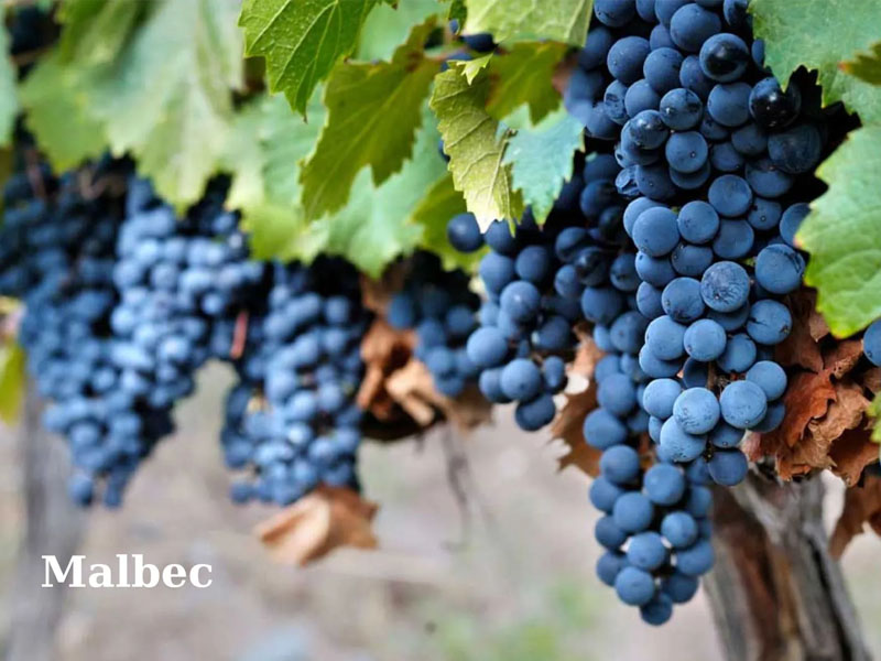 rượu vang argentina norton reserva malbec