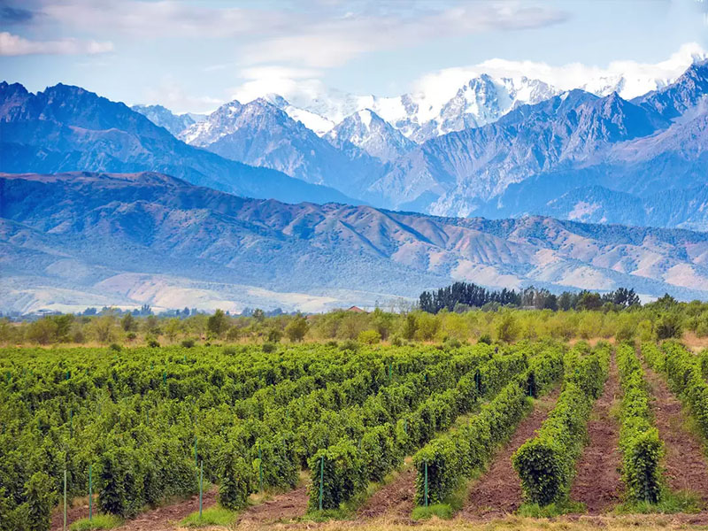 rượu vang argentina norton reserva malbec