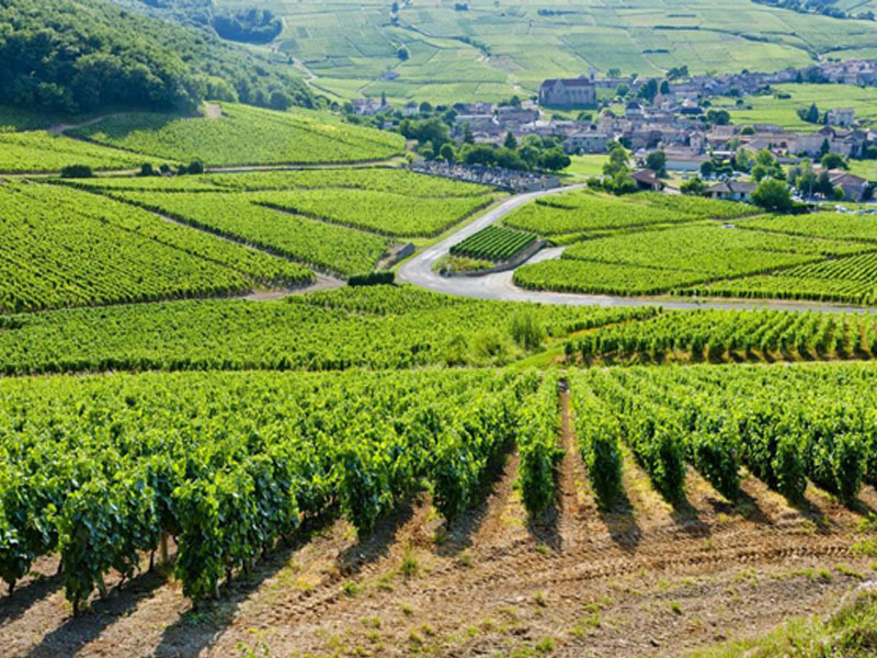 rượu vang banrock station shiraz