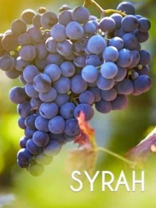 rượu vang banrock station shiraz