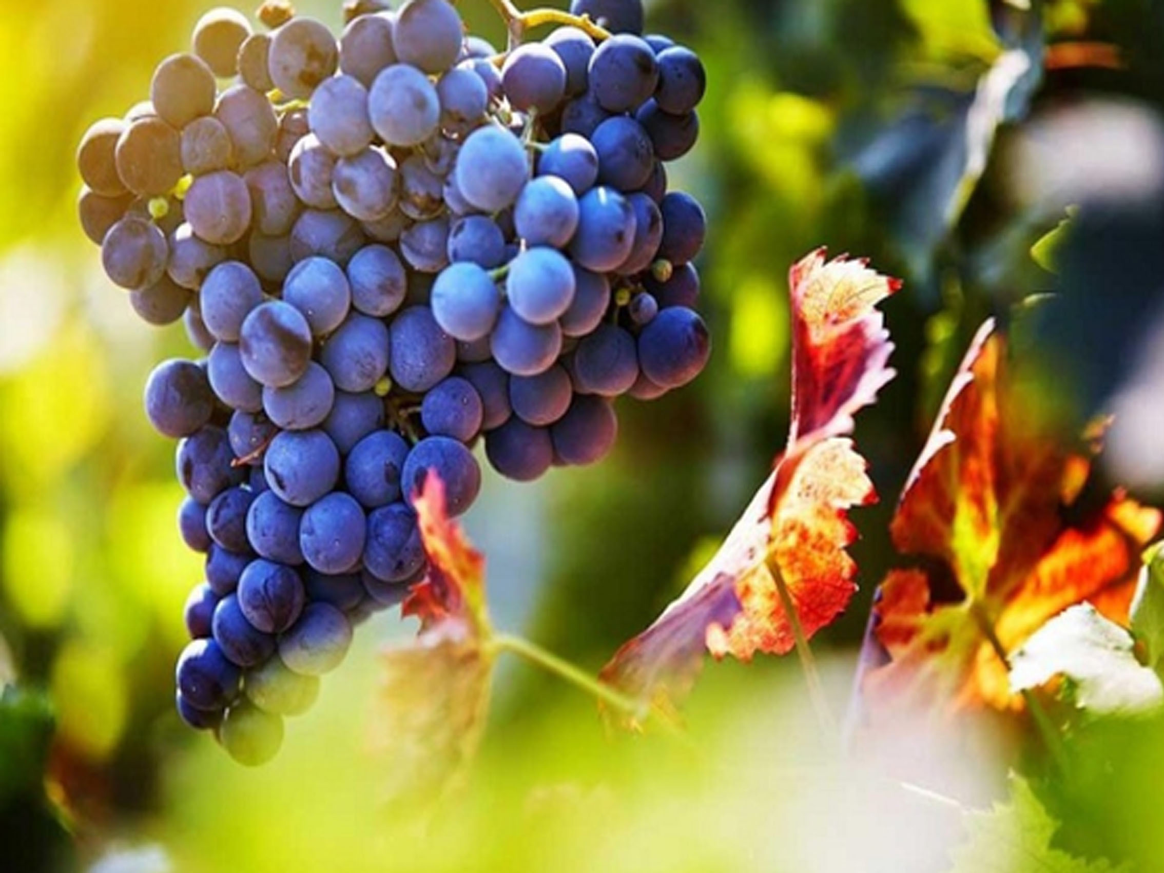 rượu vang bịch la chevalerie maison genestet