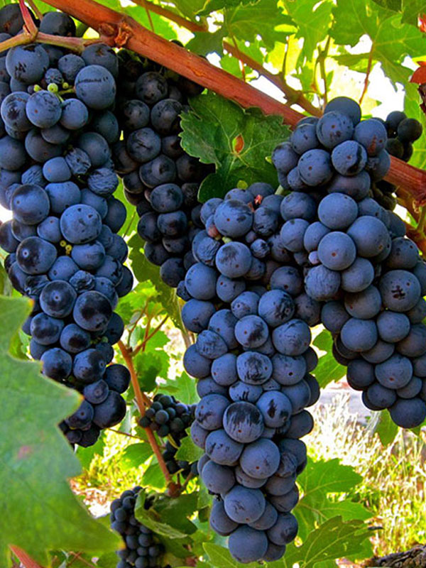 rượu vang bịch luna al chiar di luna dal 1855