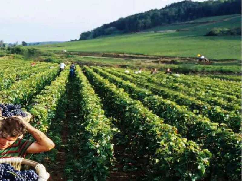 rượu vang bịch luna al chiar di luna dal 1855