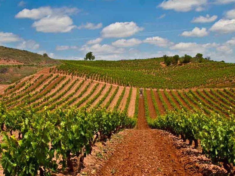 rượu vang castillo de monseran garnacha