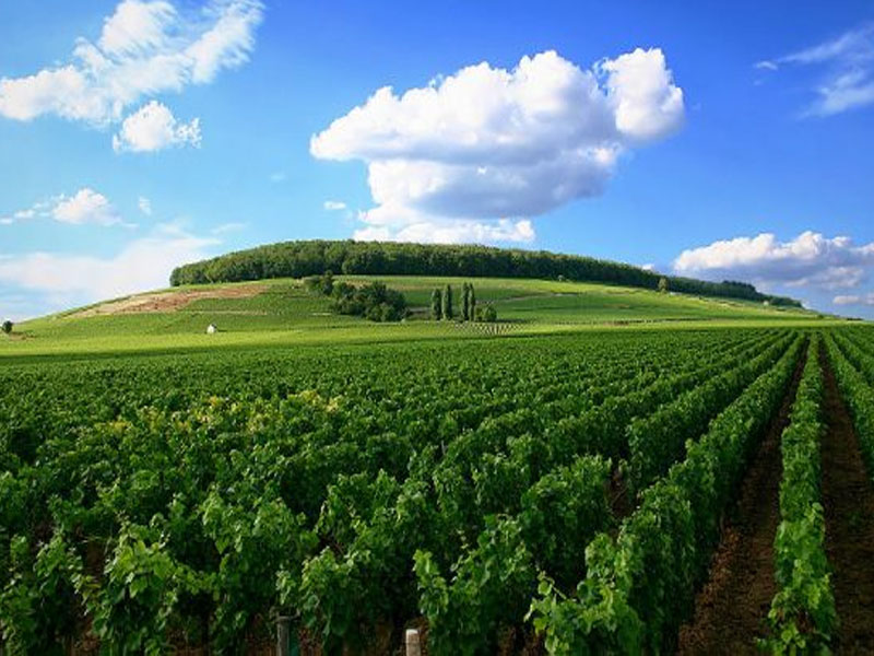 rượu vang castillo de monseran garnacha white