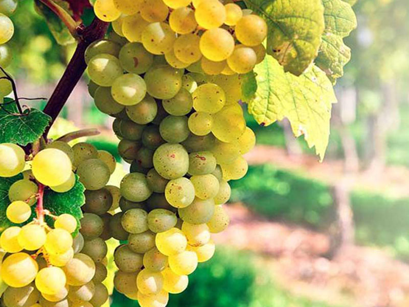 rượu vang castillo de monseran garnacha white