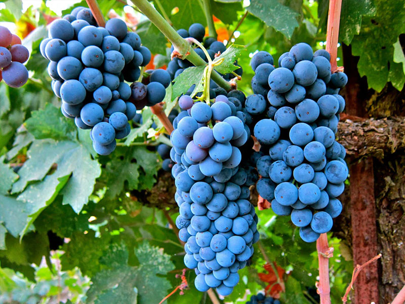 rượu vang chateau citran bordeaux superieur