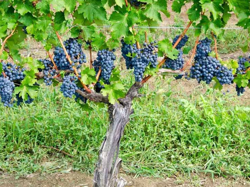 rượu vang chateau la raze beauvallet cru bourgeois medoc