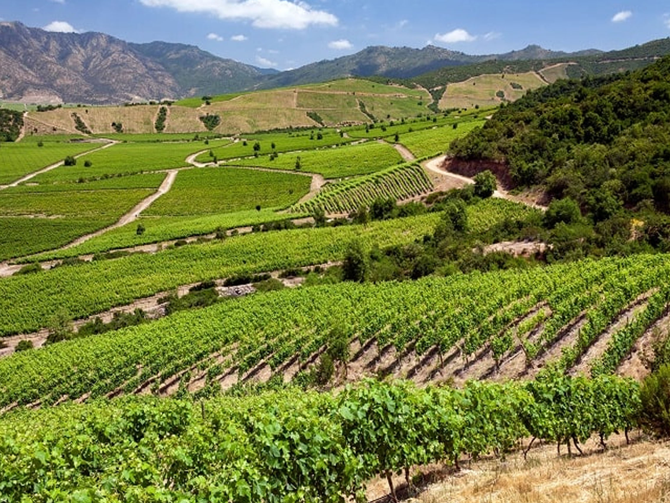 rượu vang chile aliwen reserva cabernet sauvignon