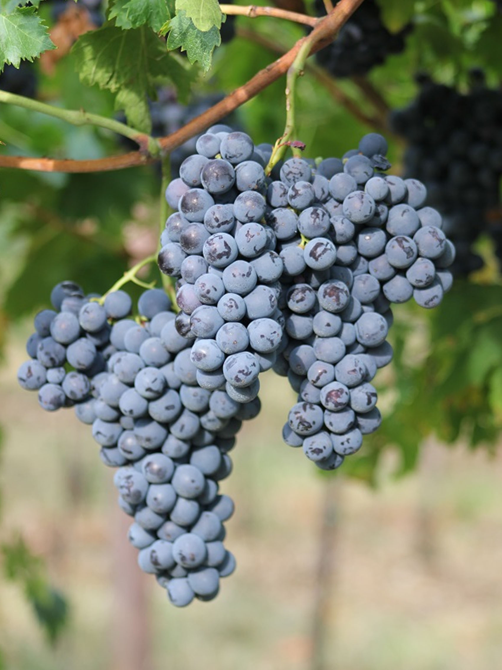 rượu vang chile aliwen reserva cabernet sauvignon