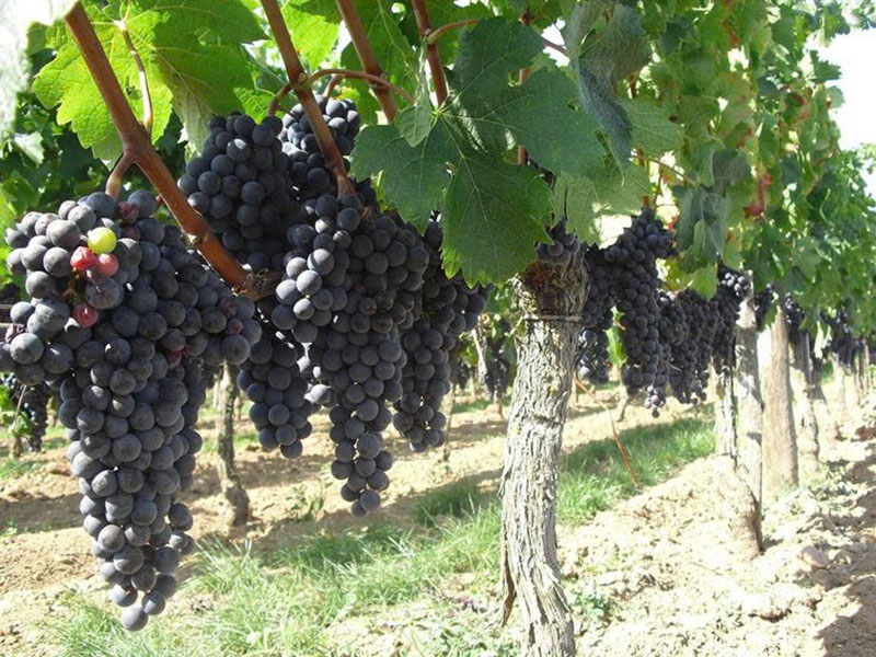 Rượu vang đỏ Cabernet Sauvignon