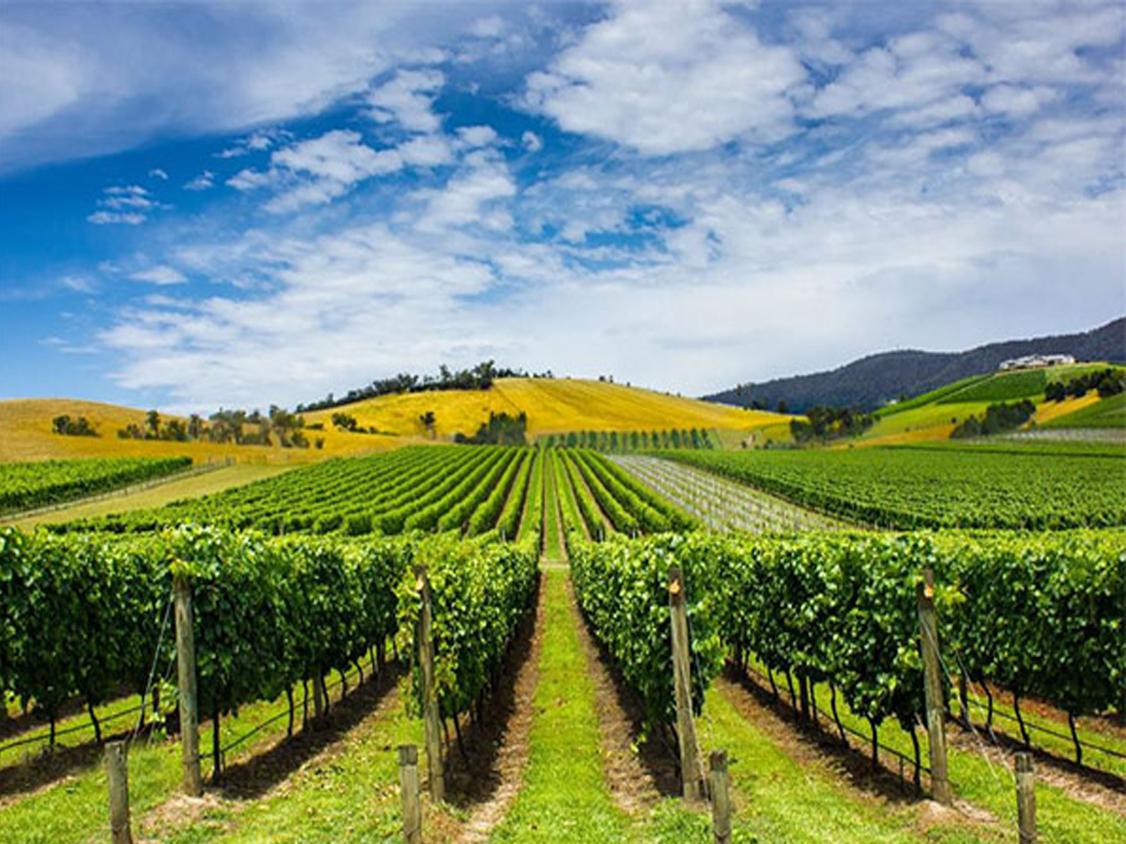 rượu vang morgans bay semillion sauvignon blanc