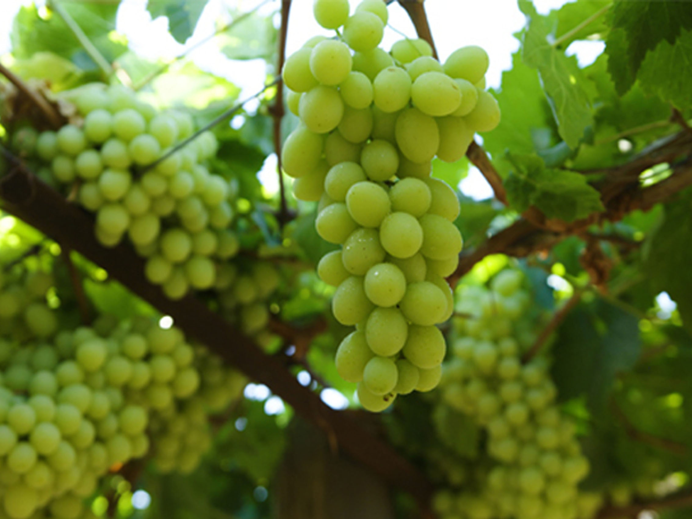 rượu vang morgans bay semillion sauvignon blanc