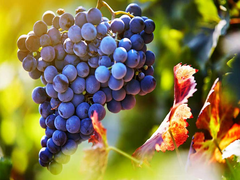 rượu vang penfolds koonuga hill seventy six shiraz cabernet