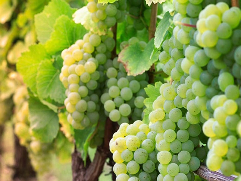 rượu vang penfolds koonunga hill autumn riesling