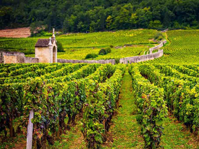 rượu vang pháp albert bichot bourgogne pinot noir cote d'or secret de famille 2017