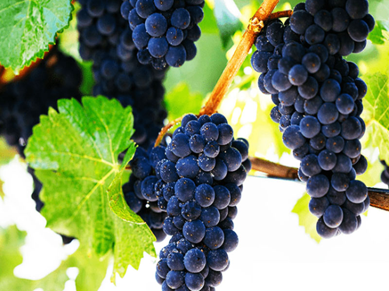 rượu vang pháp albert bichot bourgogne pinot noir cote d'or secret de famille 2017