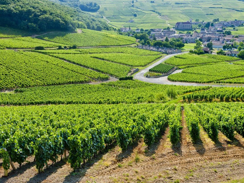 rượu vang pháp albert bichot bourgogne pinot noir cote d'or secret de famille 2018