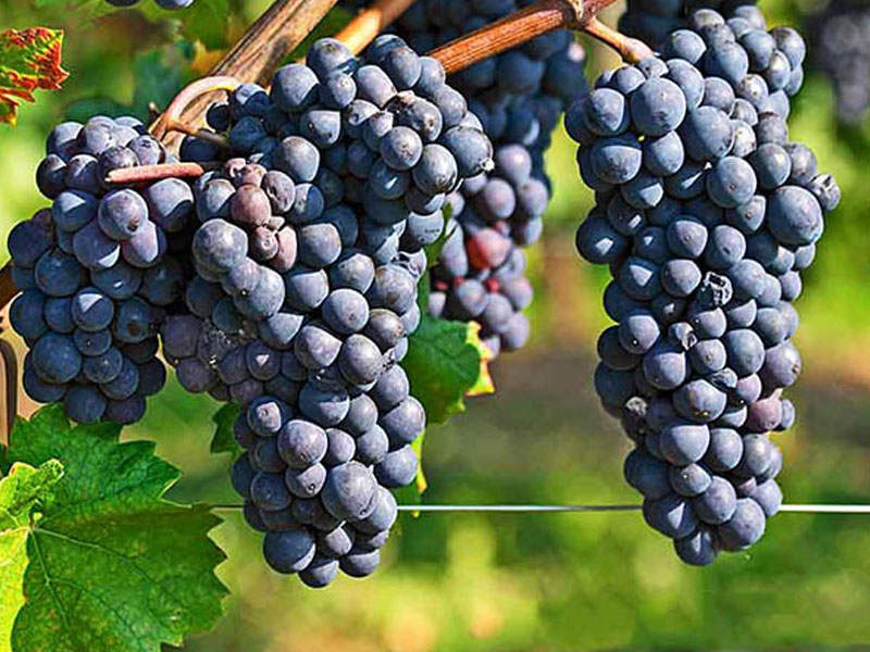 rượu vang pháp albert bichot bourgogne pinot noir cote d'or secret de famille 2018