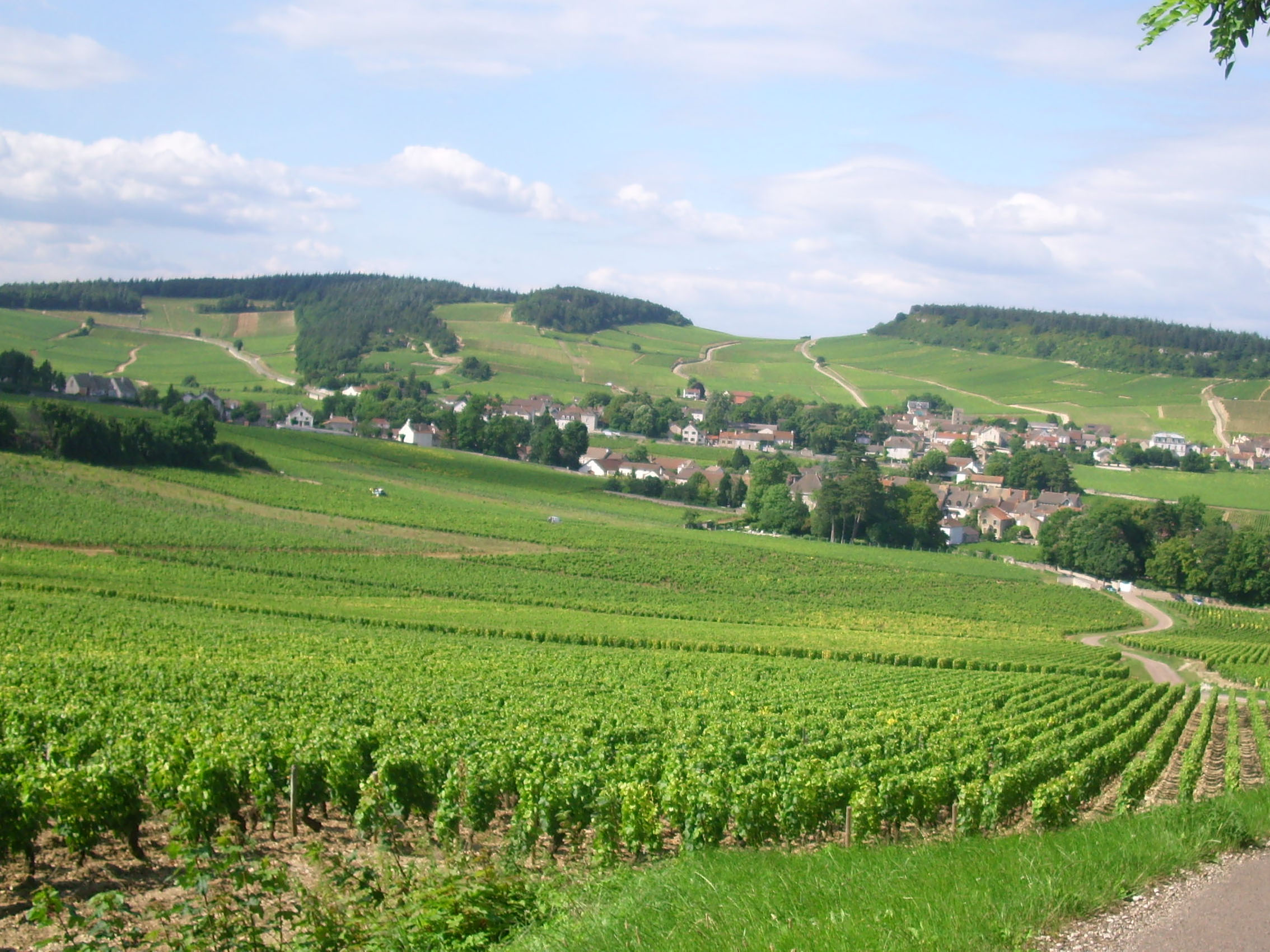 rượu vang pháp albert bichot domaine adelie mercurey en pierre milley 2019