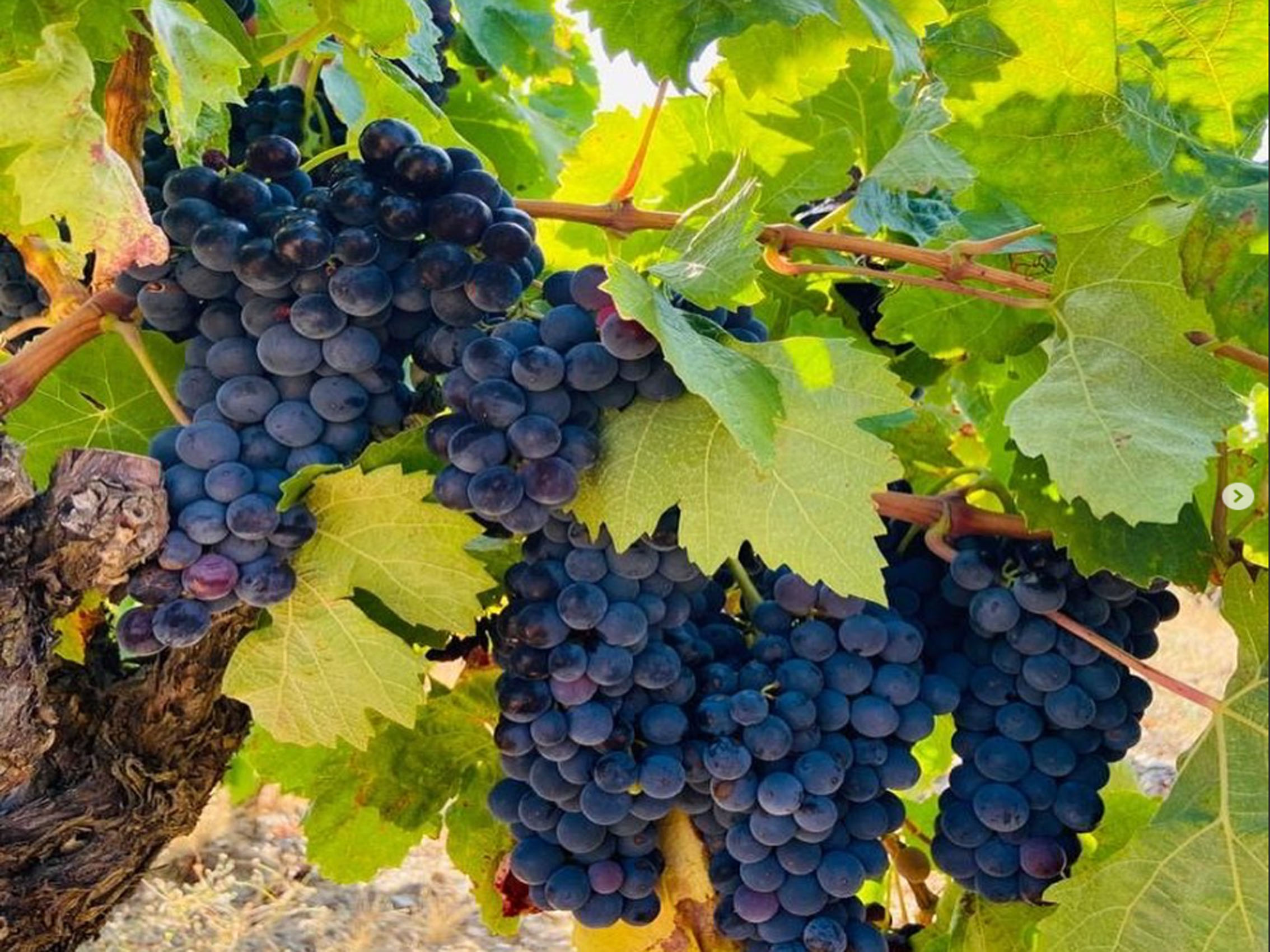 rượu vang pháp albert bichot domaine adelie mercurey en pierre milley 2019