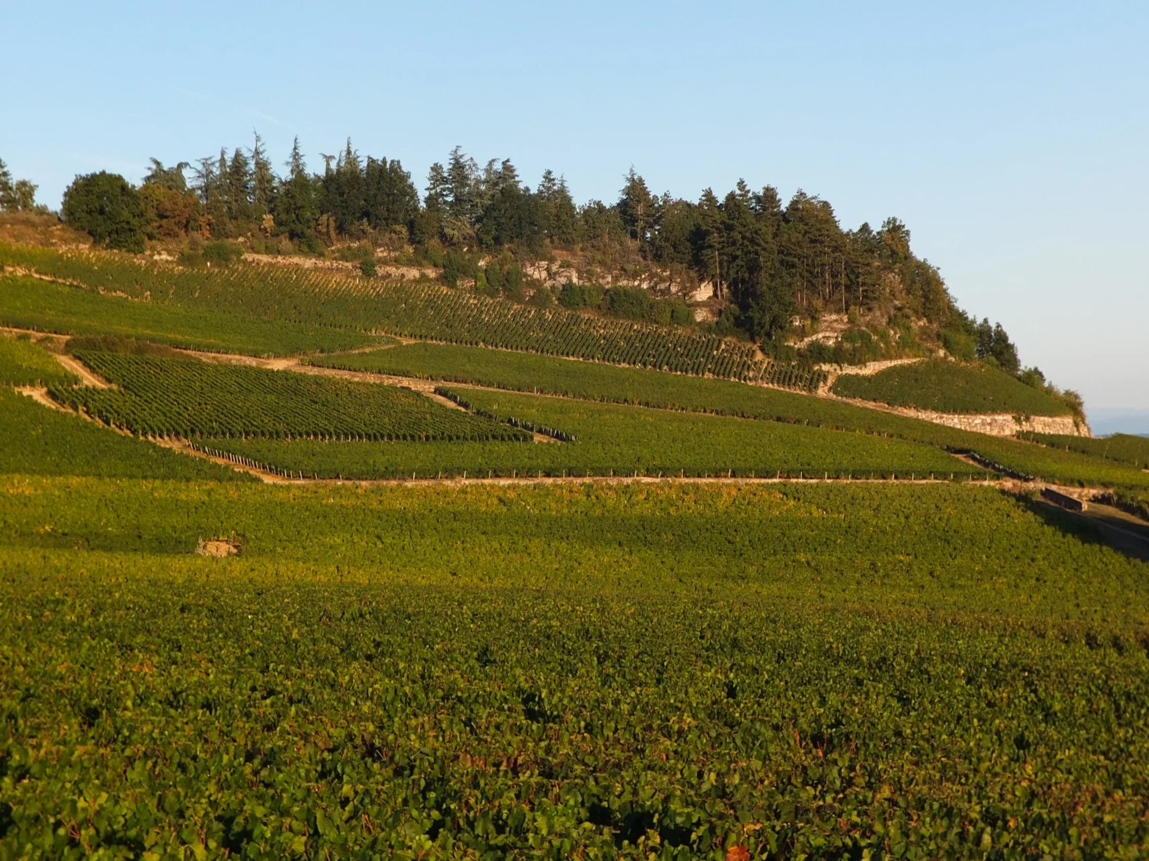 rượu vang pháp albert bichot domaine adelie mercurey en pierre milley 2020