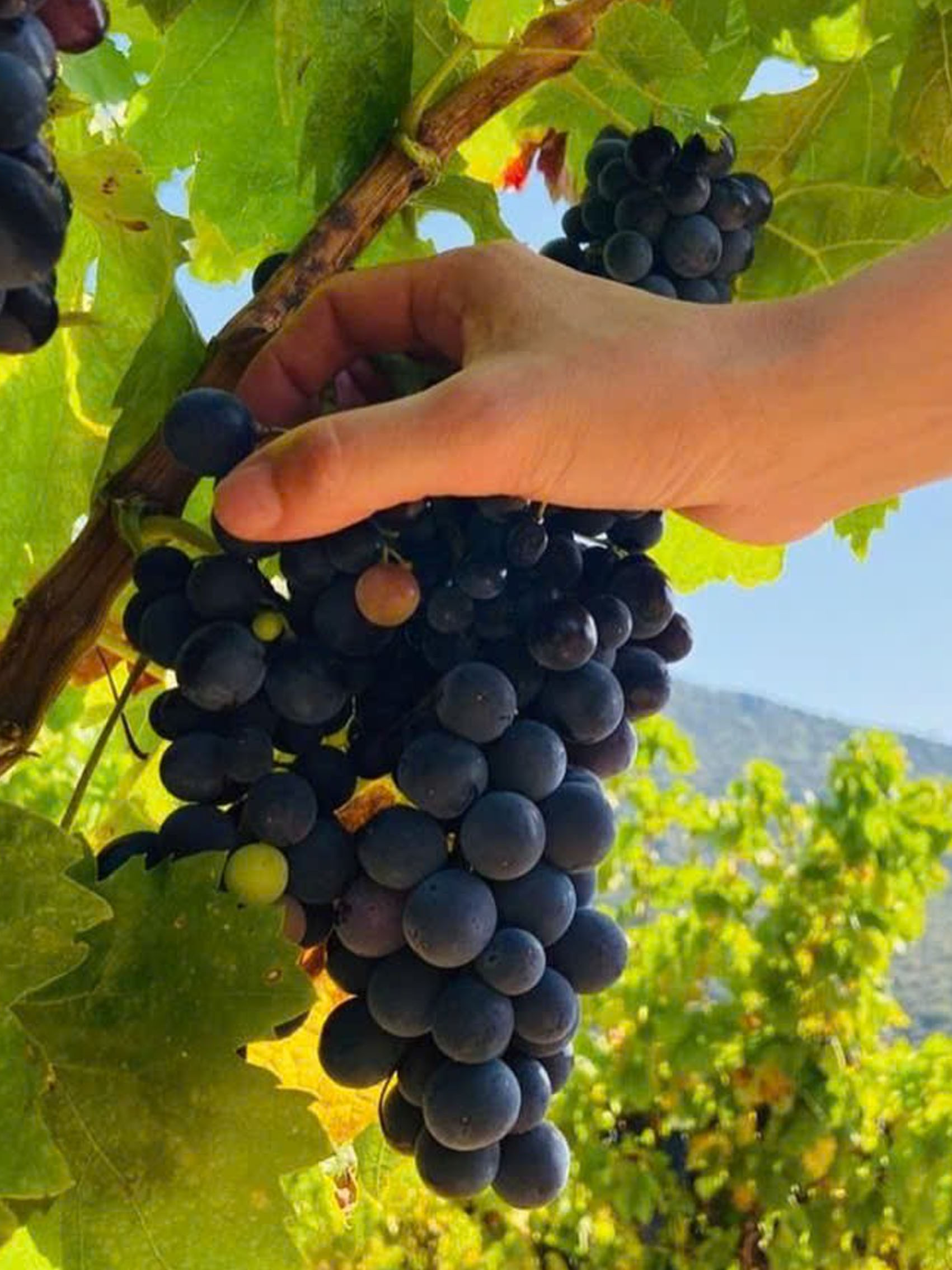 rượu vang pháp albert bichot domaine adelie mercurey en pierre milley 2020