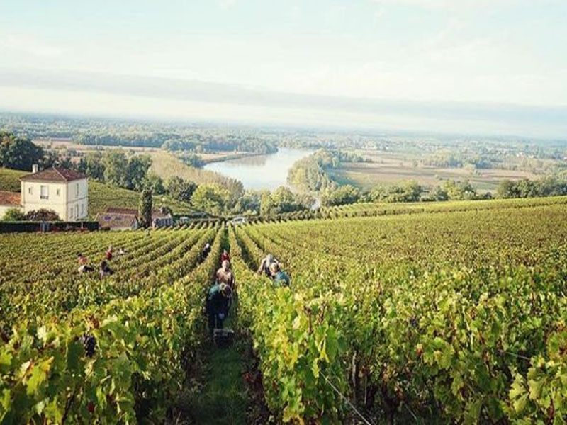 rượu vang pháp château lynch moussas 2017