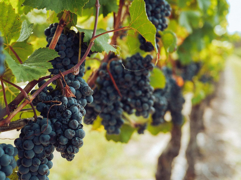 rượu vang pháp château lynch moussas 2021