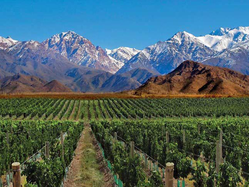 rượu vang pháp château lynch moussas 2021