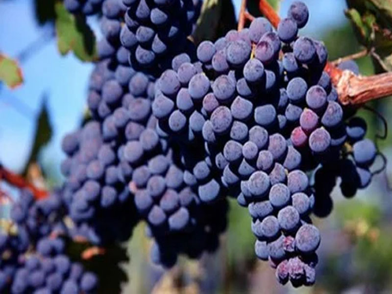 rượu vang santa rita tres medallas cabernet sauvignon