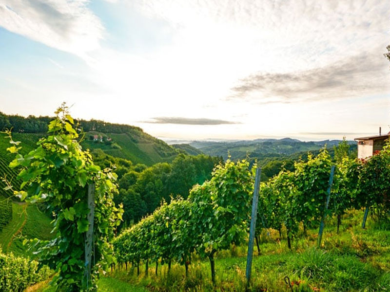 rượu vang santa rita tres medallas cabernet sauvignon