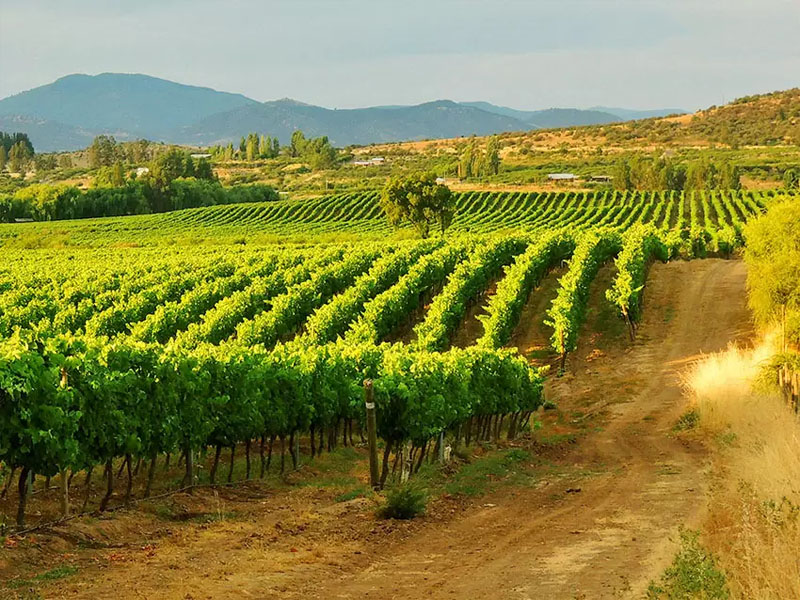 rượu vang tosti moscato d'asti