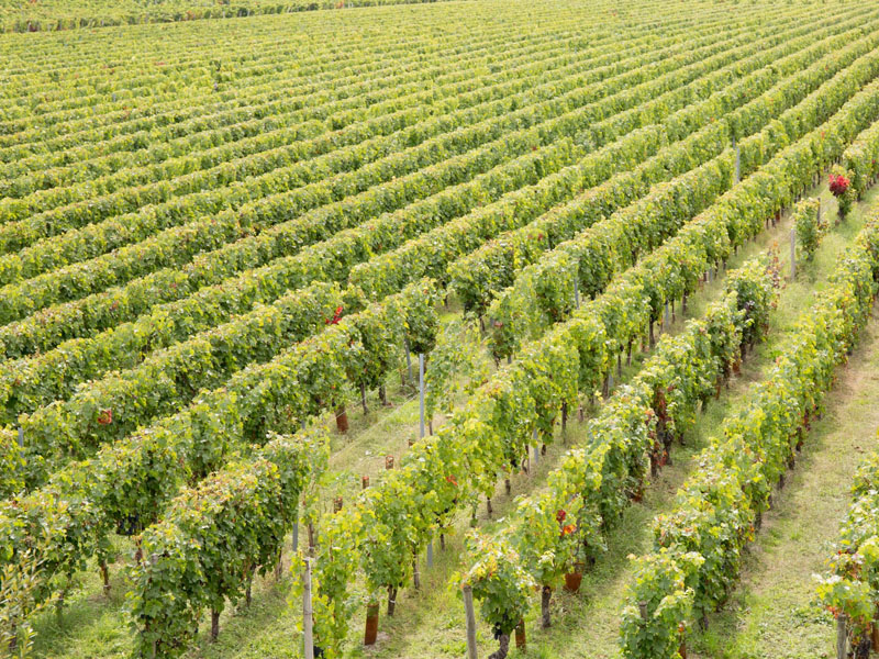 rượu vang vignerons ardechois les classiques cabernet sauvignon