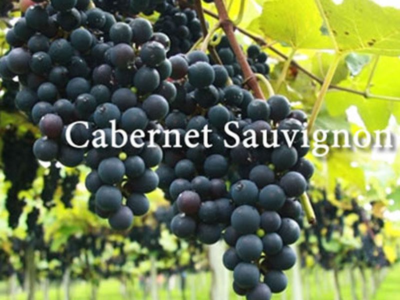 rượu vang vignerons ardechois les classiques cabernet sauvignon