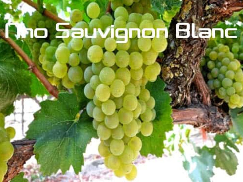 rượu vang vignerons ardechois les classiques sauvignon blanc