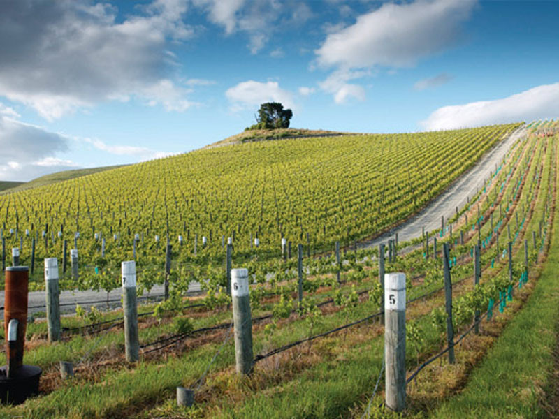 rượu vang vignerons ardechois les classiques sauvignon blanc