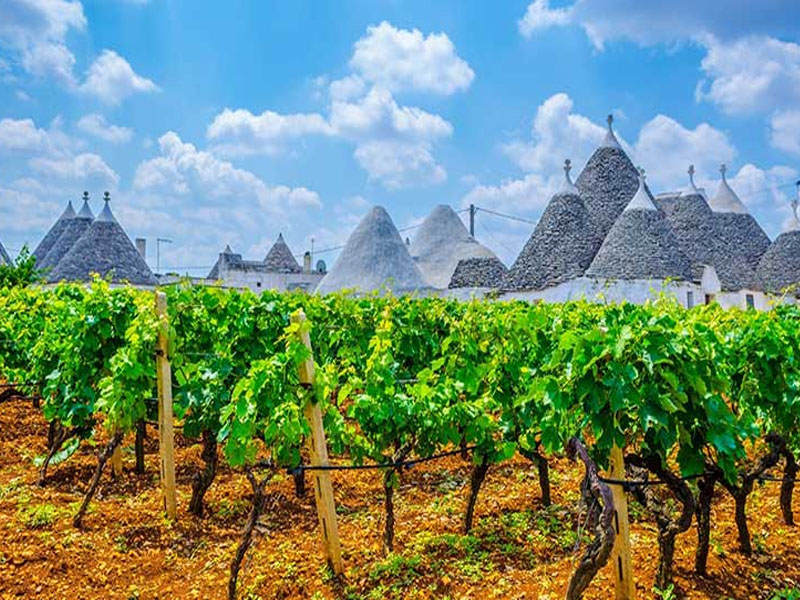 rượu vang ý ange primitivo salento puglia 18 độ